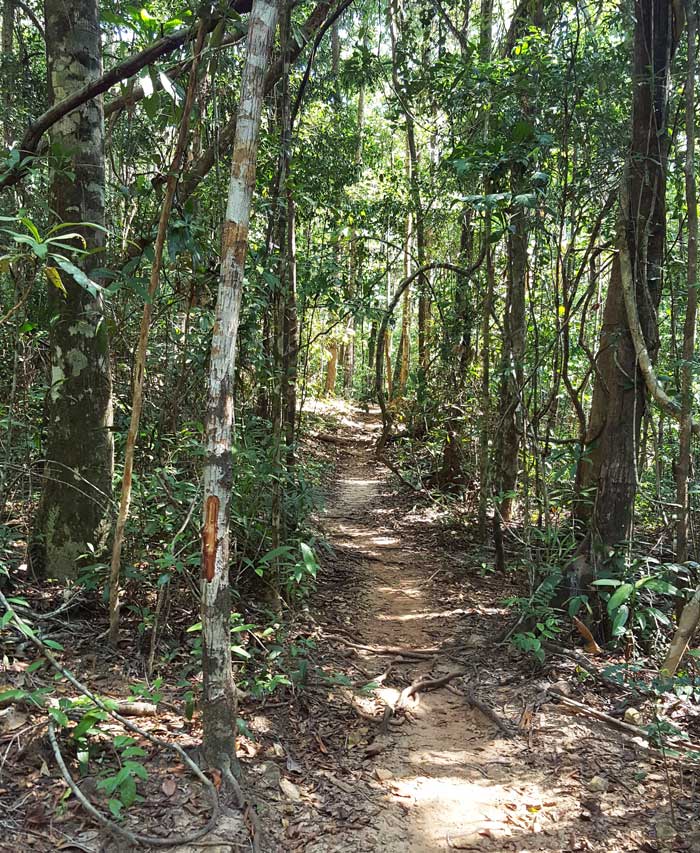 Chia sẻ kinh nghiệm du lịch bụi đảo Koh Rong Sanloem 22 - Đường mòn trong rừng